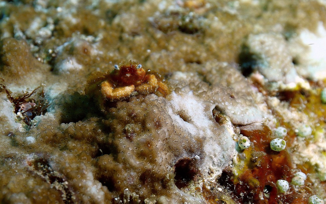 Raja Ampat 2016 - Cymo quadrilobatus - Blue eyed coral crab - Crabe corail  aux yeux bleus - IMG_5155_rc.jpg